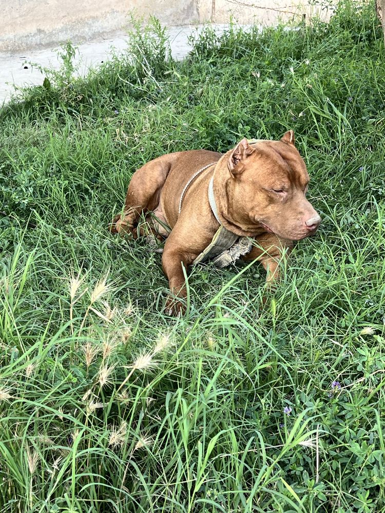 Pitbul toza zotttt