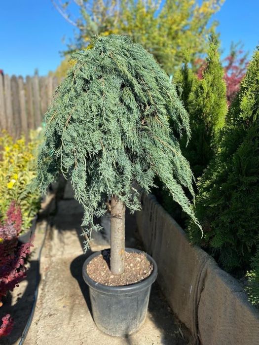 Plante ornamentale(decorative)