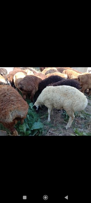 Семіз қойлар сатыдымда-Жирные бараны продаются