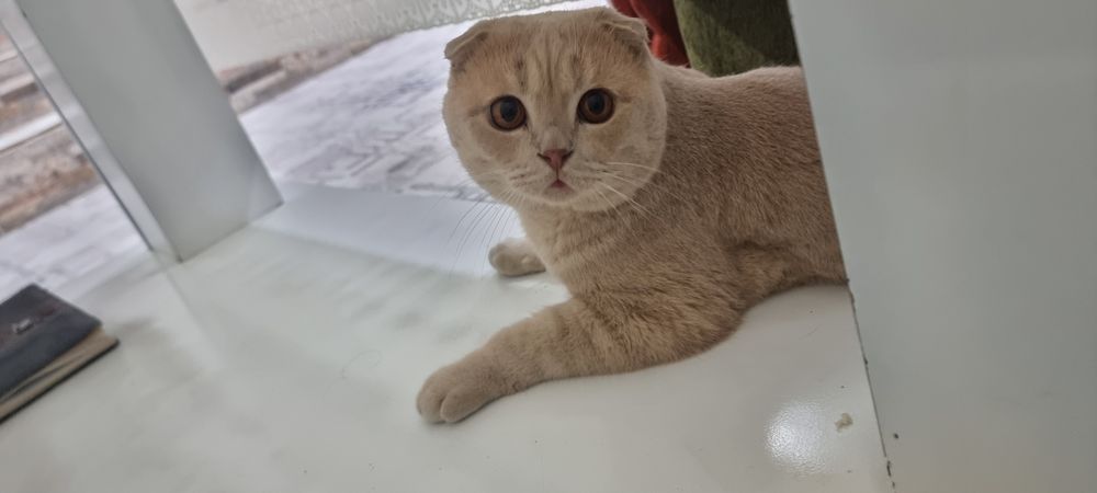 Породистый кот для вязки, шотландский, Локки