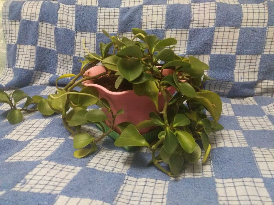 Комнатное растение Пеперомия туполистная цветущая