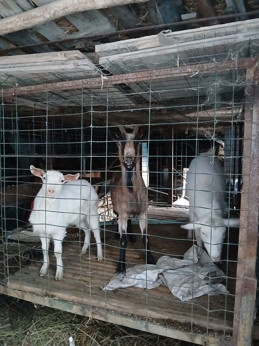 echkilar tezda va arzon sotiladi sut beradi