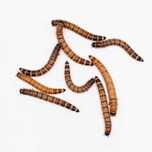 Hrana vie de inalta calitate pentru Reptile – SuperWorms, Dubia