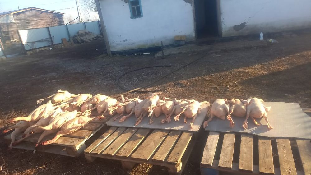 Продам гусей жирные
