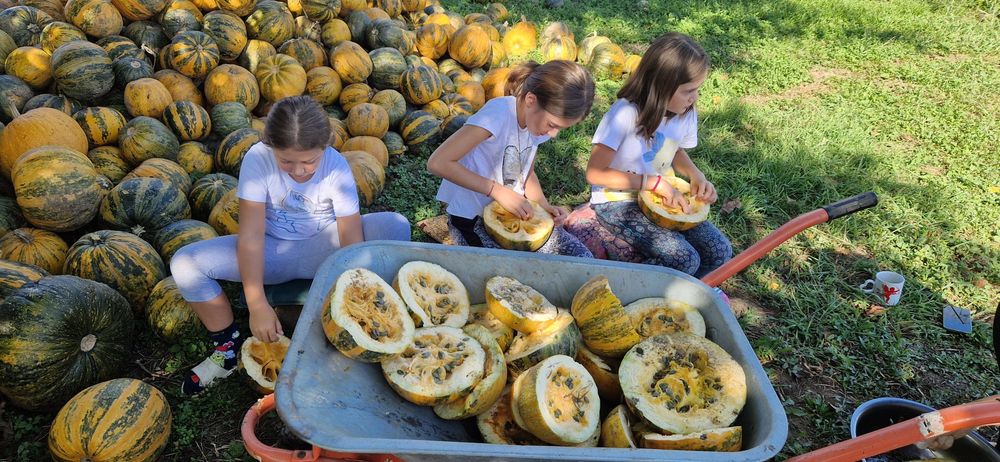 Ulei de dovleac styria