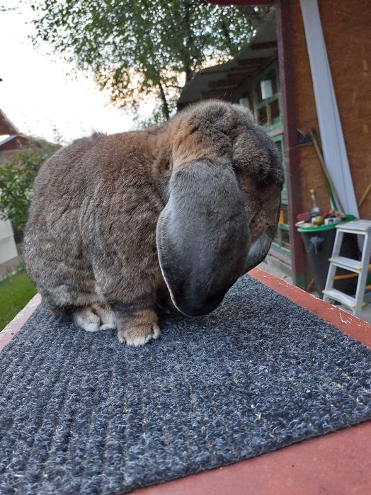 Iepuri Berbec German Mare - Livrez in tara