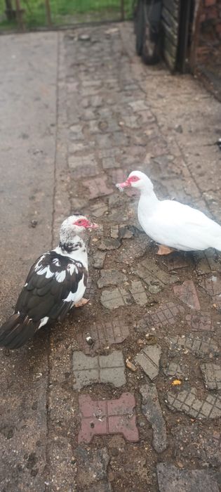 Vand 2 cocosi si 2 rate crescute la curte