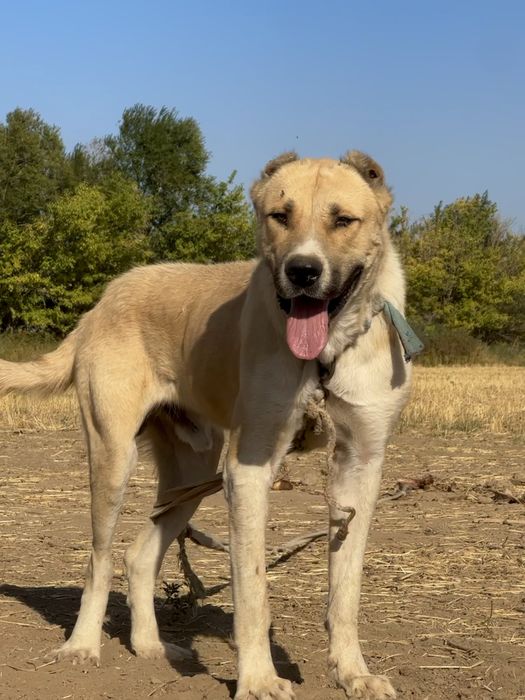 Вяска кобел Алабай