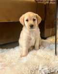 Caățelușă Labrador