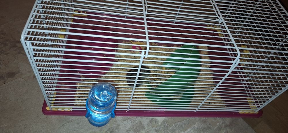 hamster si cusca complet echipata