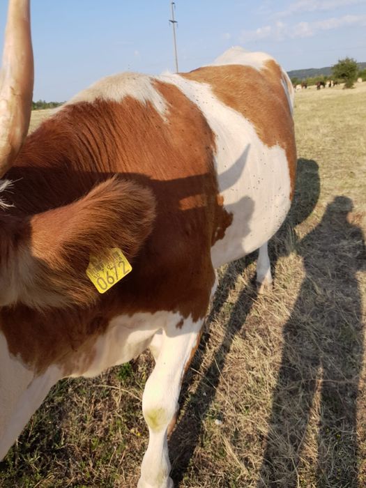 Vand vaca baltata romaneasca