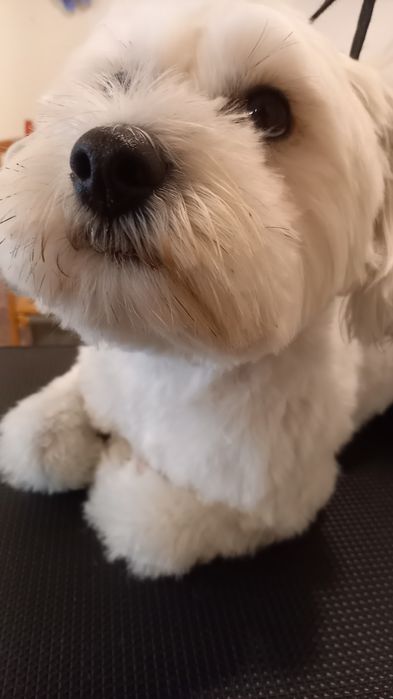 Toaletez,  tund si cosmetizez căței mici si mari .