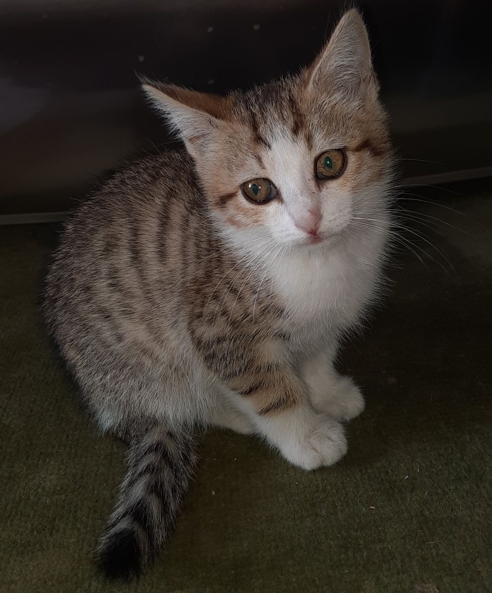Котенок ищет дом!!!