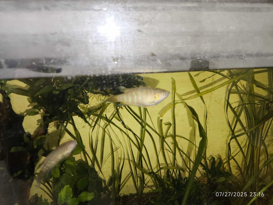 Acvariu 200l +capac cu 2 neoane, Macropodus, Ancistrus, Fluval307