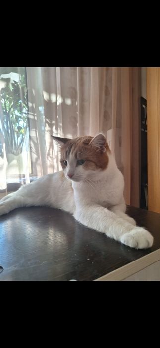 Бесплатно котик!