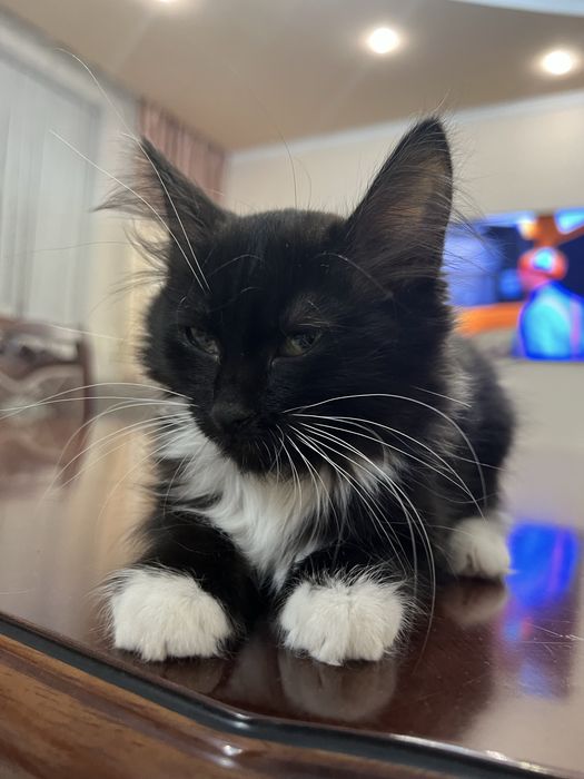 Отдам котенка 2 месяца , девочка . Ласковая , игрвая , туалет знает