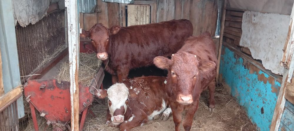 Бір жылдық бұзаулар сатылады