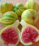 Pomi Fructiferi Exotici (Smochin Panachee)