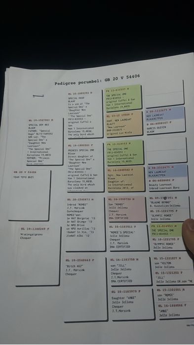 Porumbei voiajori cu pedigree