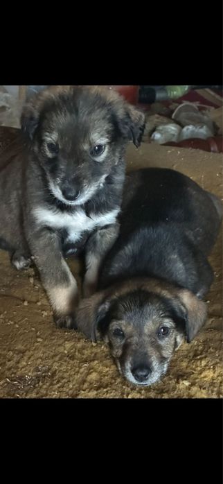 Щенята ищут дом