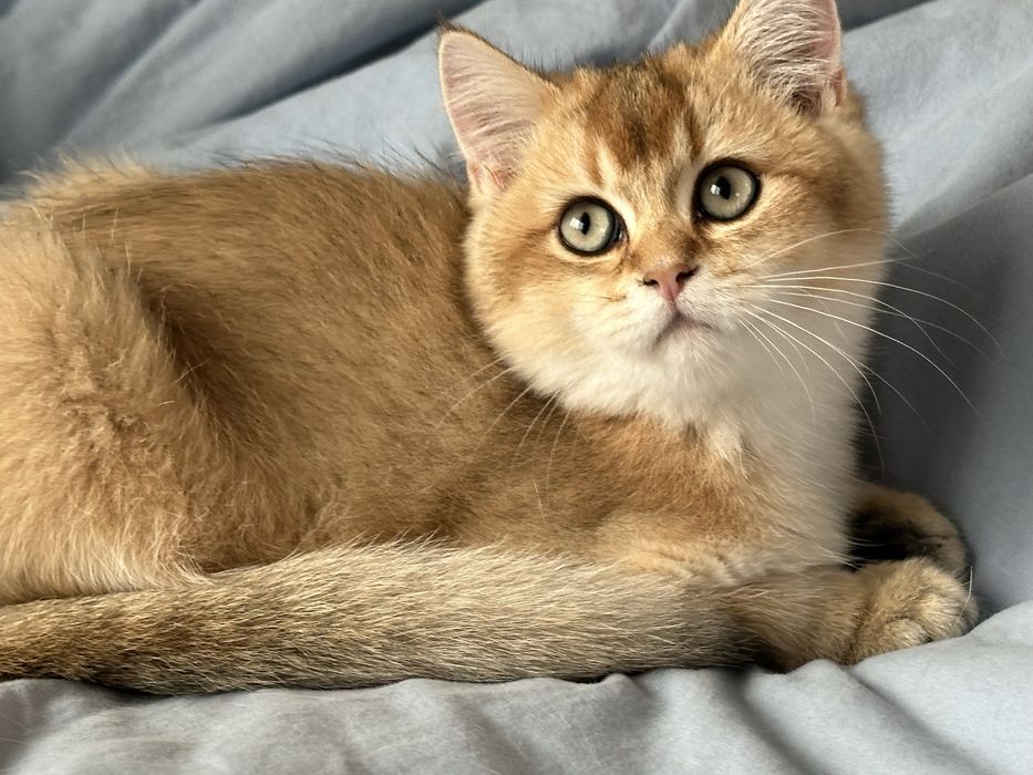 Baietel british shorthair golden chinchilla superb ! Pedigree WCF !