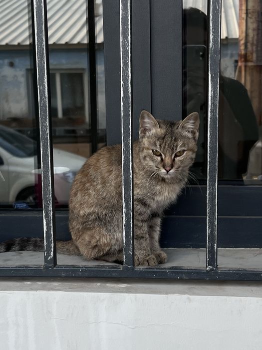 Котенок в хорошие руки