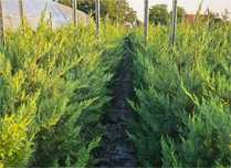 Leylandii  110-130 cm ghivece 3 L