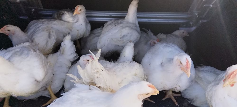 Urgent pui albi  de  carne