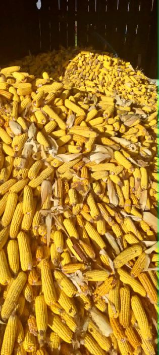 Vând porumb știulete