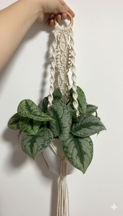 Обменяю черенок сциндапсуса экзотика