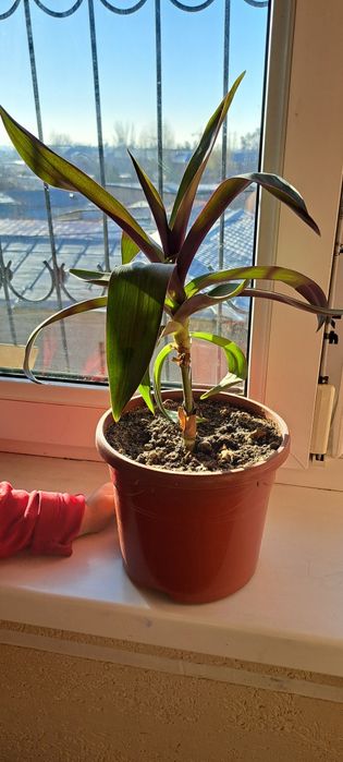 Gul uy va ofis uchun