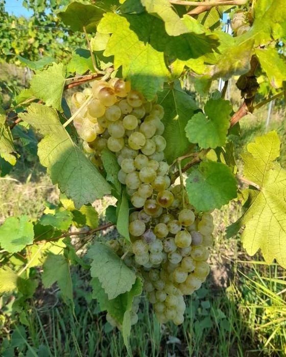 Vand struguri pentru vin in special negri ananas