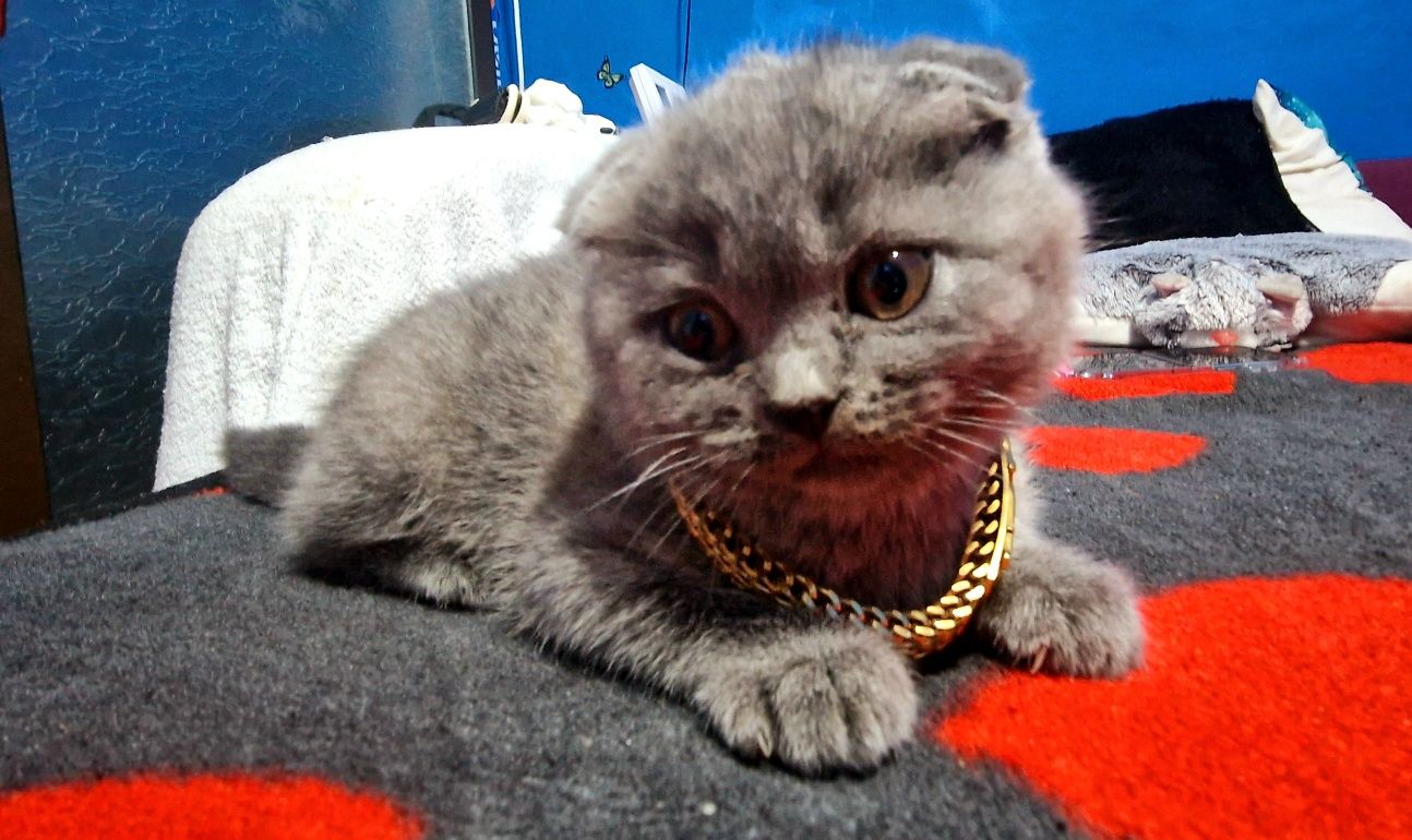 !!! Oferta!Pufoșenie Scottish Fold blue, !Rasa pura!