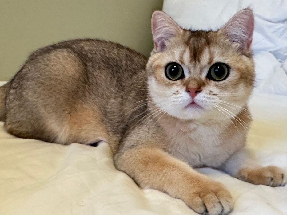 Baietel british shorthair chinchilla gold !