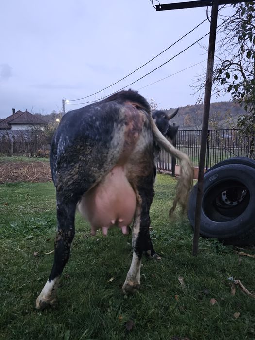 Vand vaca gestanta, la prima fătare din mama foarte bună de lapte