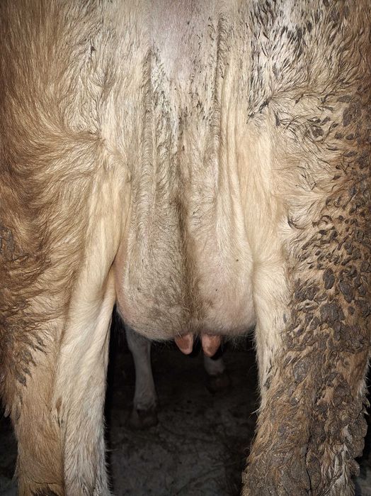 Vaca B.R. de vânzare