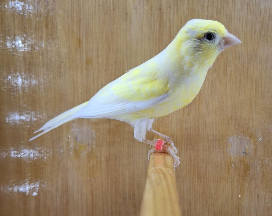 Canari razza plus zebre bonus