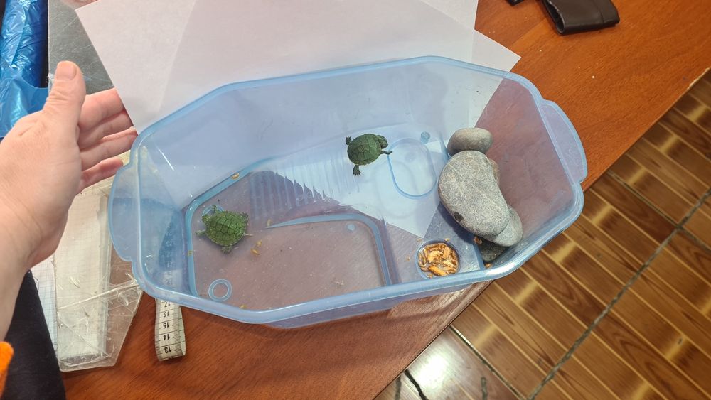 Продаю красноухих черепашек