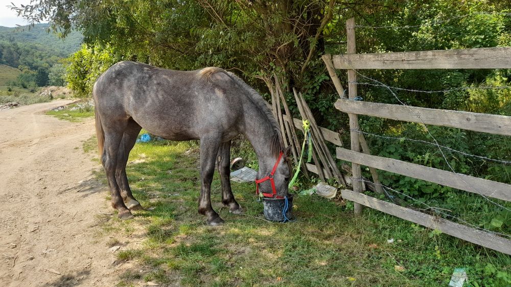 Vînd mînză sură de 1 an