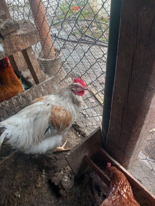 Петли и пуйки и пуяци