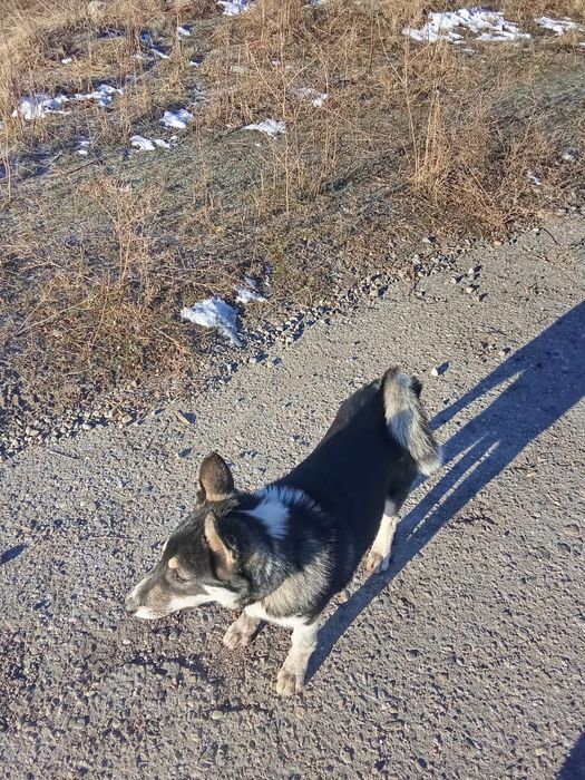 Продам лайку 5 месяц от рабочих родителей .