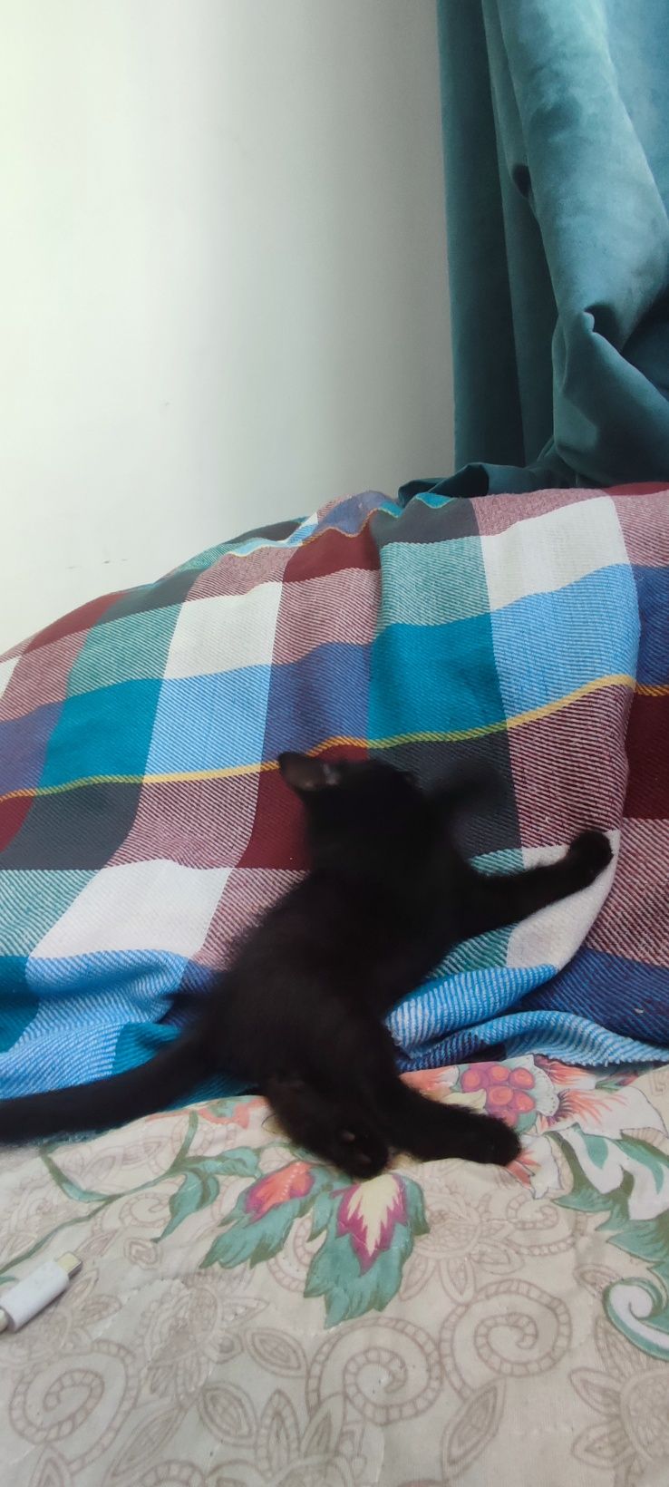 Котенкам 2 месяца