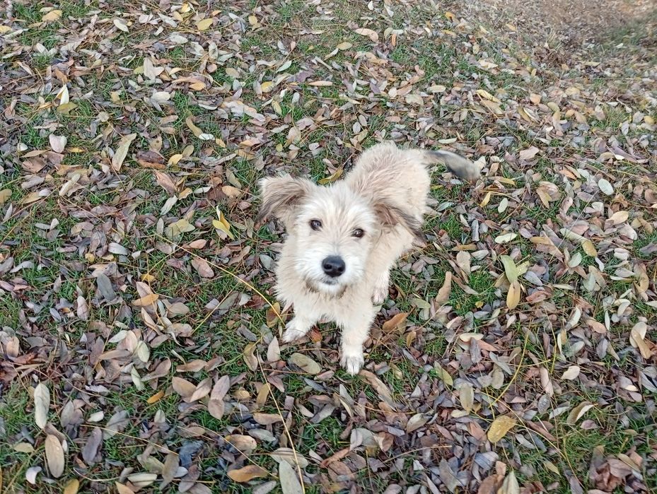 Donez catelusa metis