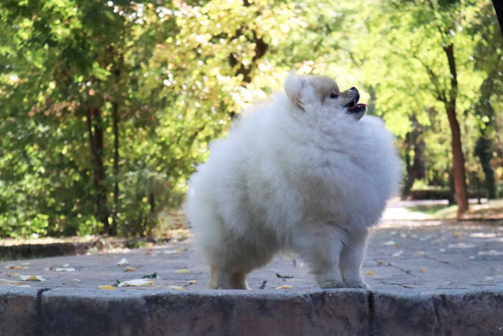 Уникално момиченце померан с родословие FCI