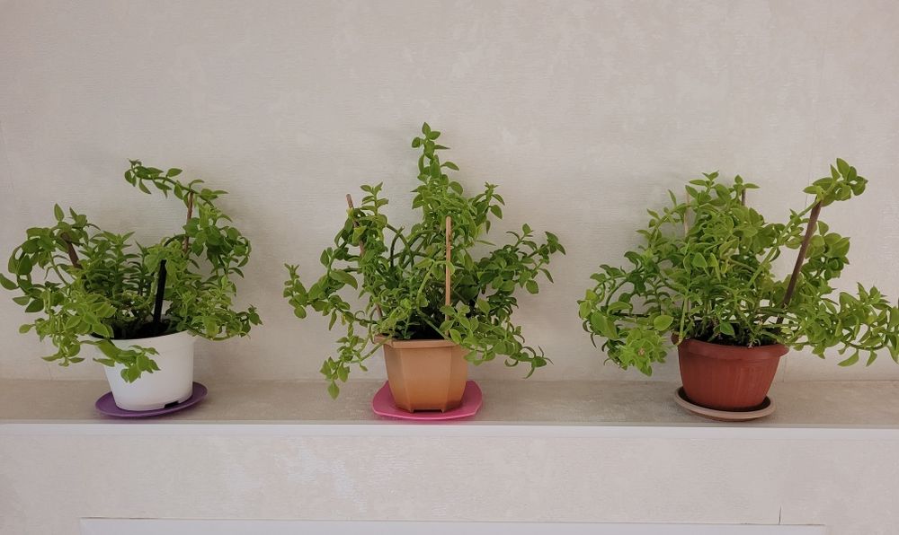 Продам комнатные цветы