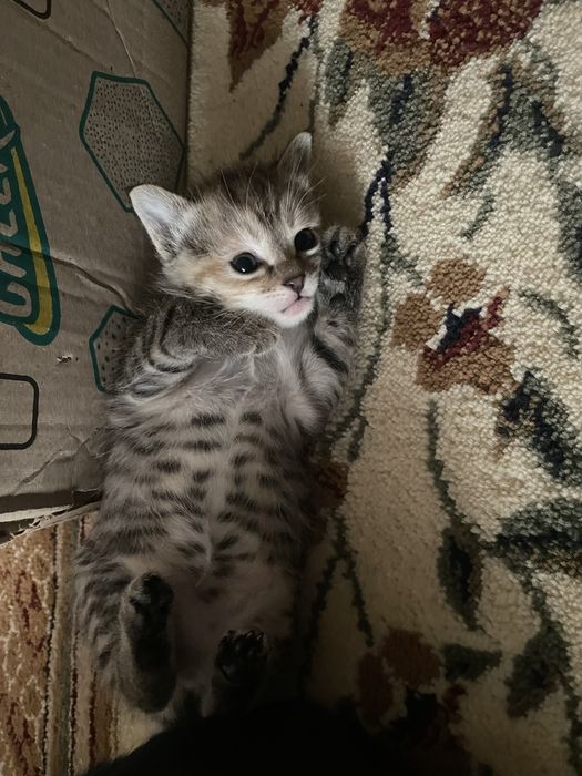 Котята бесплатно