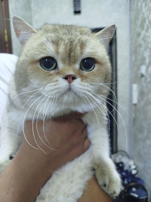 Приглашаем на вязку прекрасных кошек