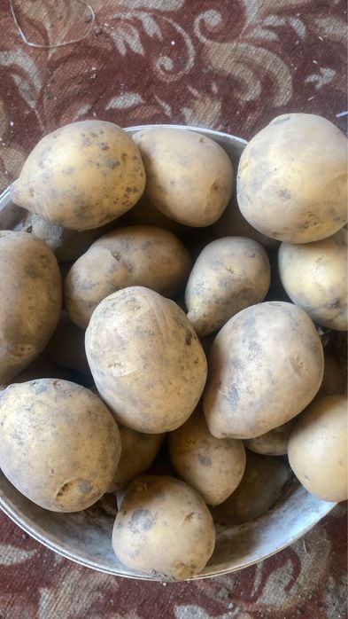 Продам картофель ГАЛА. Без химикатов.