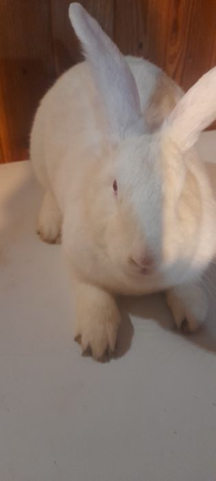 Vand iepuroaica haycol