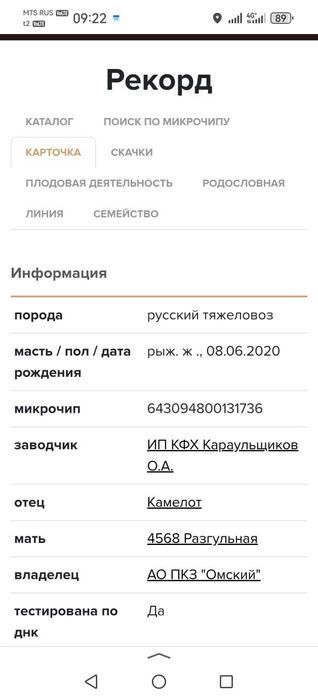 Продам чистопородных кобыл и жеребцов